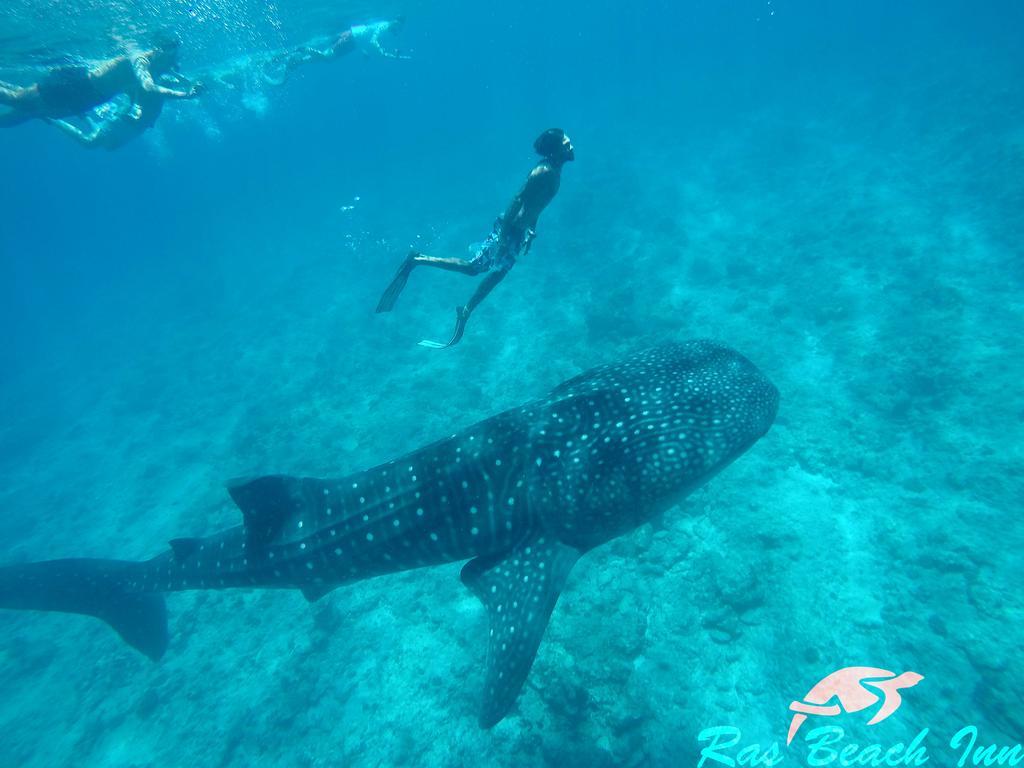 Ras Beach Inn Rasdhoo المظهر الخارجي الصورة