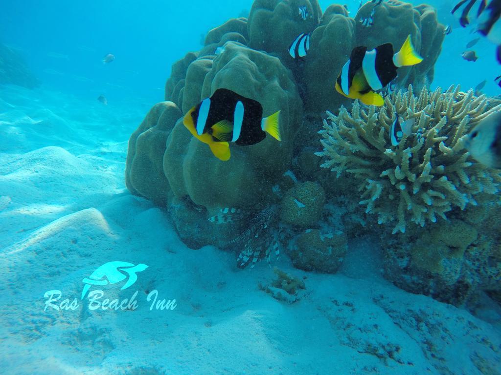 Ras Beach Inn Rasdhoo المظهر الخارجي الصورة
