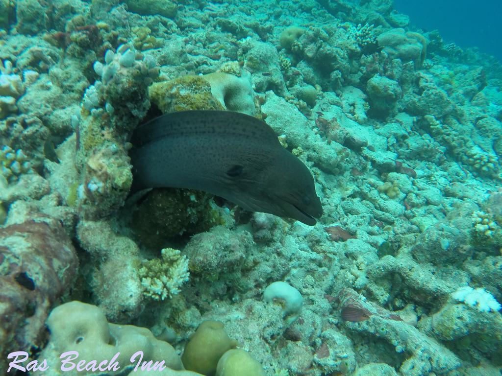 Ras Beach Inn Rasdhoo المظهر الخارجي الصورة