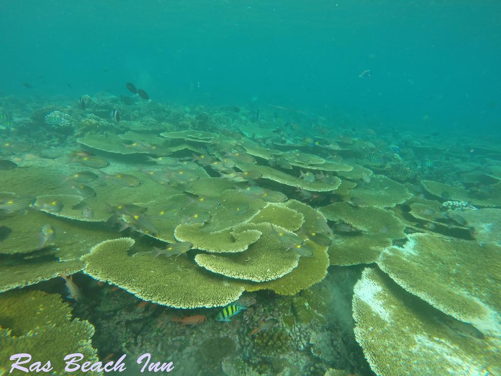 Ras Beach Inn Rasdhoo المظهر الخارجي الصورة